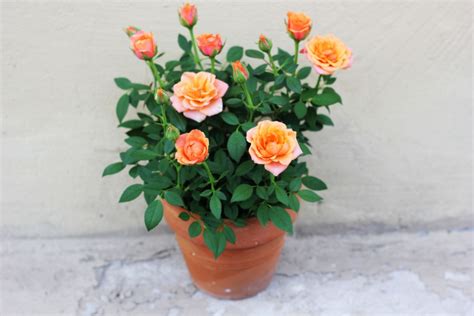 Tips on How to Care for Miniature Roses | HappySprout