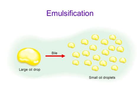 emulsification | PMG Biology