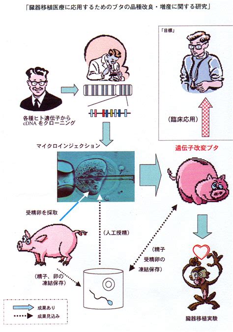 生物系特定産業技術研究支援センター新技術・新分野創出のための基礎研究推進事業 農研機構