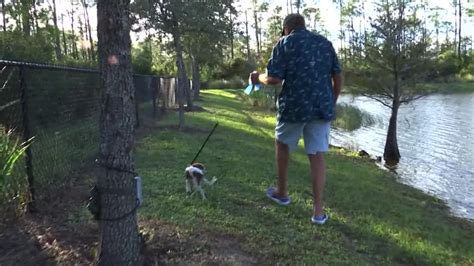 Florida Man Jumps Into Action To Rescue Puppy From Alligators Jaws