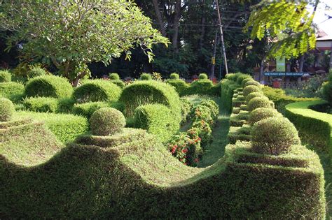 Ornamental Shrubbery Mimi Anderson Flickr