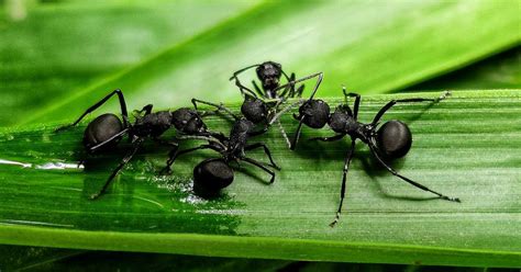 Cómo eliminar las hormigas en la tierra de las plantas