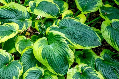 Frances Williams Hosta Plant Care Growing Guide