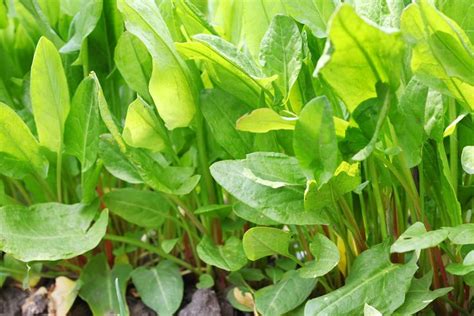 Different Types Of Sorrel – Learn About Common Sorrel Varieties ...