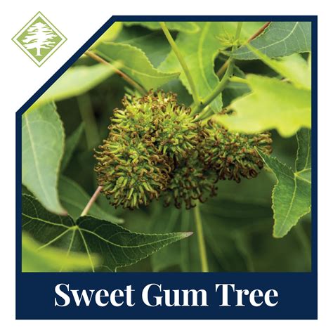 Sweet Gum Tree Care: Tips for Growing and Maintaining Sweet Gums in the ...