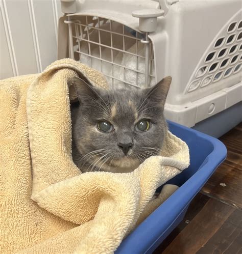 VCA Cat Hospital of Chicago - Today's aww. | Facebook