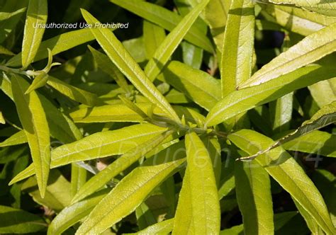 Plantfiles Pictures Salix Dragon Willow Japanese Fantail Willow Golden Sunshine Salix