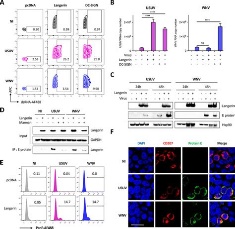 Langerin Expression Allows Usuv But Not Wnv Replication In Hek T