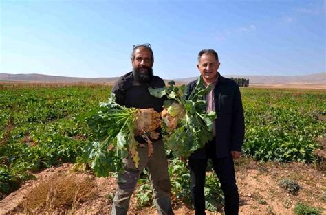 Darende de Yeni Dönem Pancar Hasadı Başladı Son Dakika