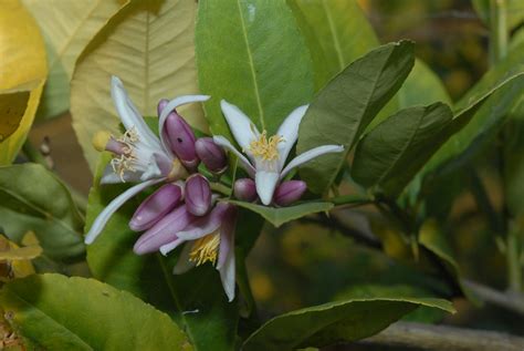 芸香科 Citrus limon cv 香水檸檬 陝西國小 2 潘立傑 LiChieh Pan Flickr