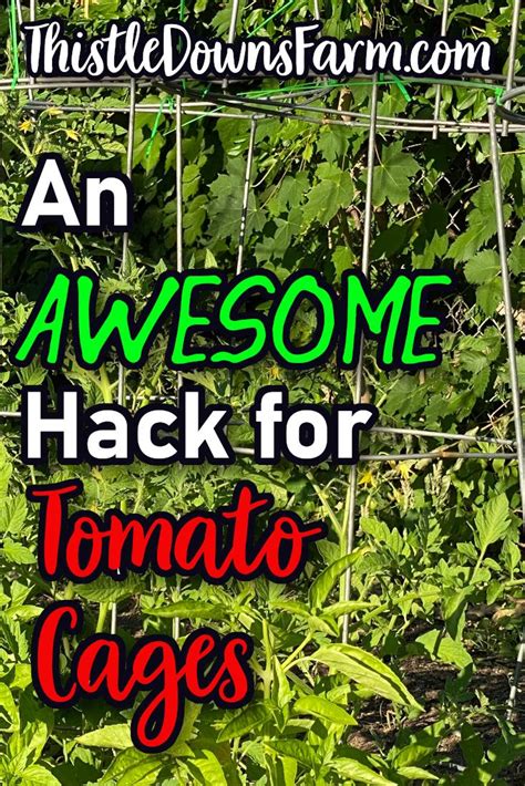 A Quick Easy Hack For Using Tomato Cages Artofit