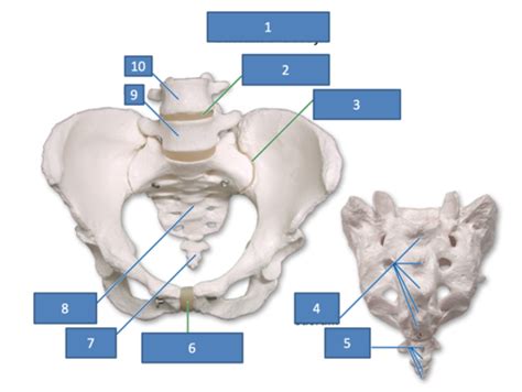 Exam Sacrum And Coccyx Flashcards Quizlet