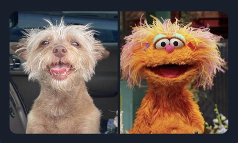 My Dog Pepper Looks Just Like Zoe From Sesame Street Raww