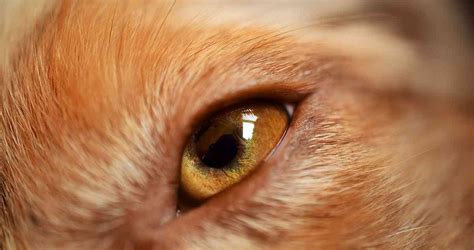 Dog Eye Infection Treatment And Causes - A Guide