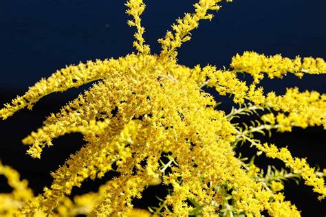 How To Harvest Goldenrod Seeds Storables