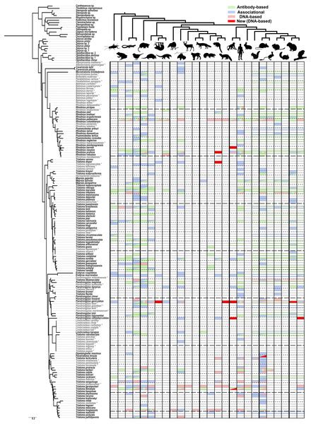 sylvatic host associations  triatominae  implications  chagas