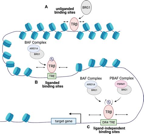 Model For TR Chromatin Interaction And Recruitment Of SWI SNF