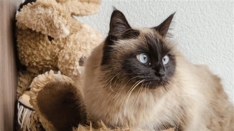 5 Best Birman Cat Breeders In Michigan (A Feline Lover's Paradise!)