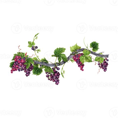 Bunch of red grapes with green leaves on old vine isolated on