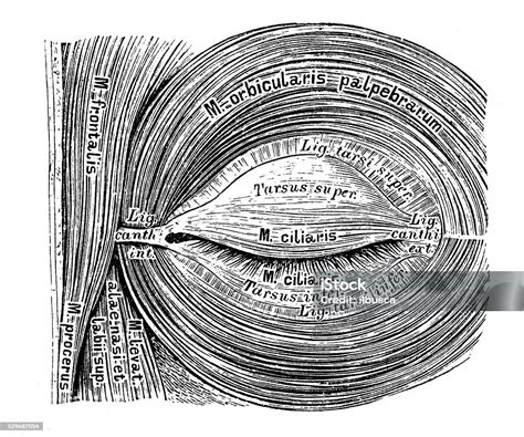 Human Anatomy Scientific Illustrations Eye Muscles Stock Illustration ...