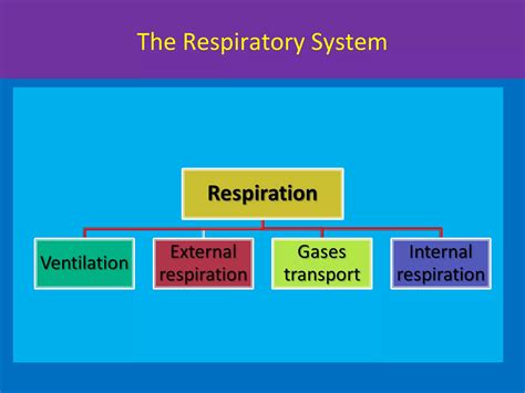 Upper respiratory system- anatomy | PPT | Free Download