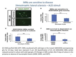 Conversion Of Mouse And Human Fibroblasts Into Functional Spinal Motor