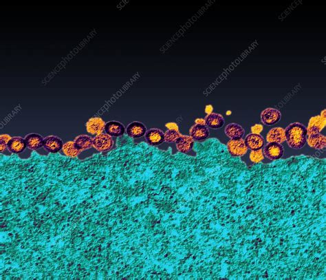 Budding Hiv Particles Tem Stock Image M Science Photo