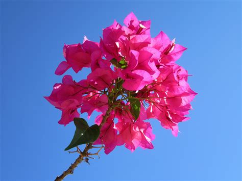 900 kostenlose Bougainvillea Liści und Bougainvillea Bilder Pixabay