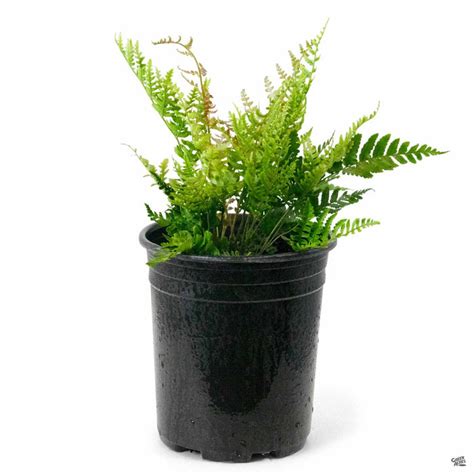 Autumn Fern — Green Acres Nursery & Supply