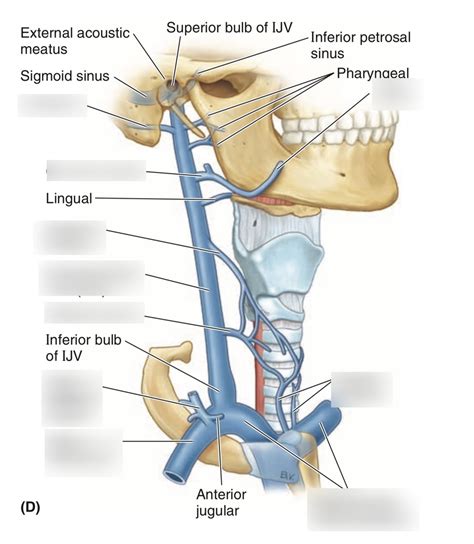 Veins In The Neck Diagram Quizlet