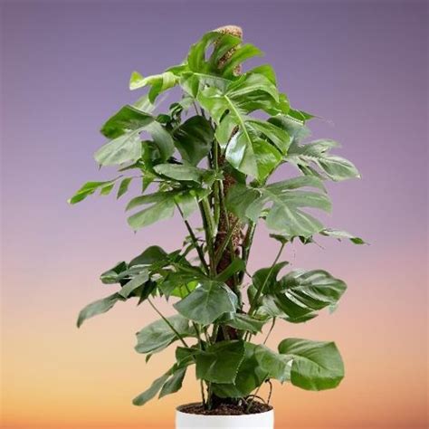 Monstera Deliciosa Swiss Cheese Plant Care Indoors Propagation And