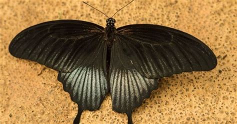 Borboleta Preta Dentro De Casas Significado Espiritual - Borboleta preta dentro de casa: significado espiritual