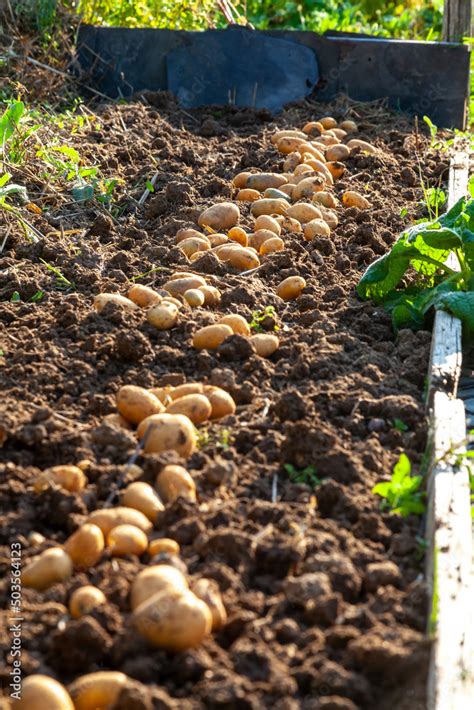 Récolte de pomme de terre au potager familial rang de pomme de terre