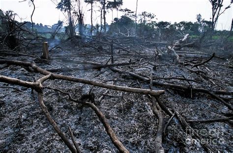 Congo Deforestation By Patrick Landmann Science Photo Library