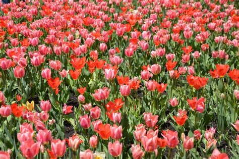 Ottawas Canadian Tulip Festival One Of The Most Beloved Festivals In Canada — Travelingmitch