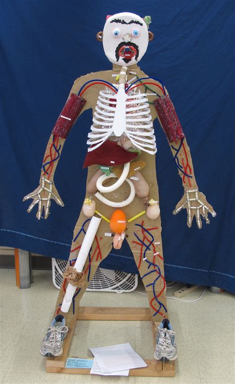 Human Body Project Human Body Projects Body Systems Project