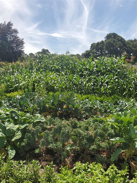 Vegetable Garden (1) | Filoli