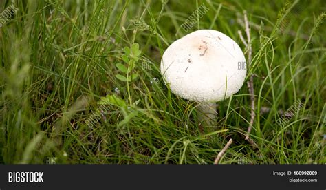 White Mushroom On Image & Photo (Free Trial) | Bigstock