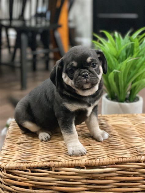 RESERVED - Rare female Black and Tan Pug. Female. Family Raised in ...