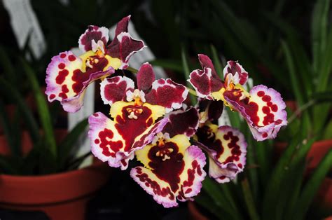 Tolumnia Jairak Rainbow KS451 Seen At Schwerter Orchidee Flickr