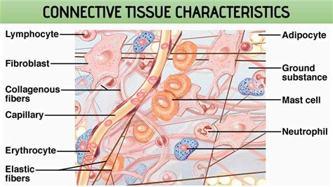 Connective Tissue Characteristics Rajus Biology