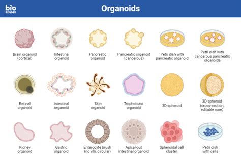 Icon Pack Organoids Biorender Science Templates