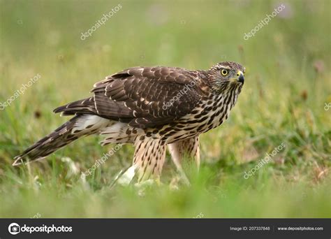 Young Sparrow hawk Stock Photo by ©kwasny222 207337848