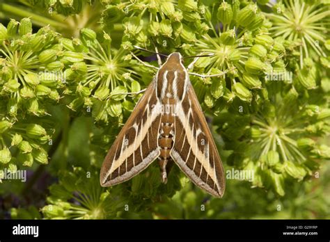 Striped Hawk Moth Stock Photo Alamy