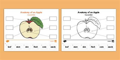 Anatomy Of An Apple Cut And Paste Activity Teacher Made