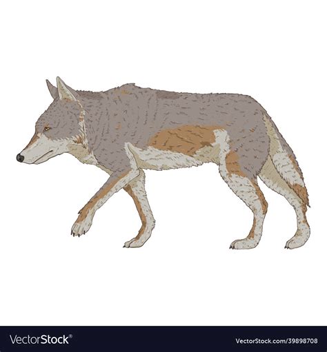 Wolf walking side view cartoon Royalty Free Vector Image