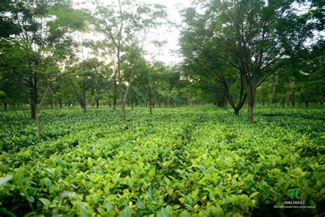 Halmari Tea Indias Best Tea Factory In Assam