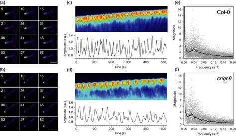 Multiple Cyclic Nucleotidegated Channels Coordinate Calcium