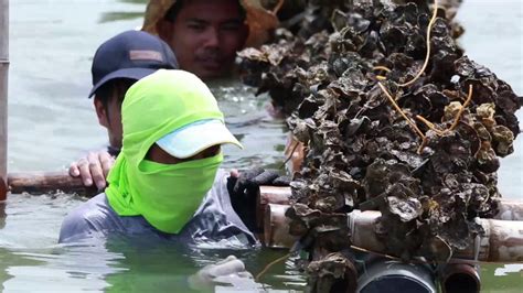 Aqua Negosyo Para Sa Pilipino Pag Aalaga Ng Shellfish YouTube