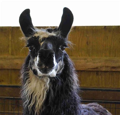 how to pronounce alpaca